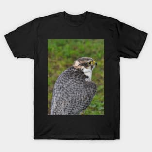 Peregrine falcon T-Shirt